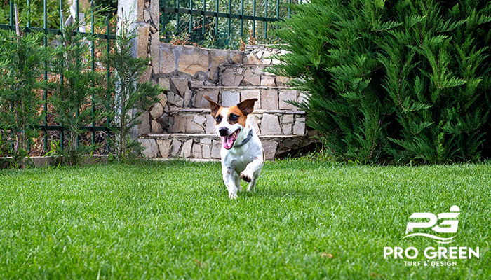 Pet-Friendly-Turf-Solving-the-Muddy-Paw-Problem